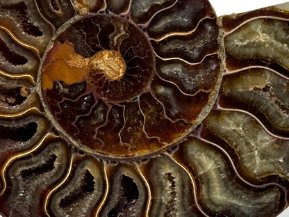 Ammonite Pair 11.5cm