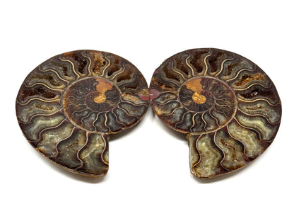 Ammonite Pair 11.5cm