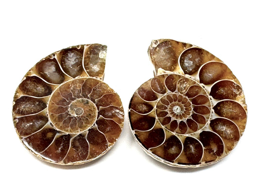 Ammonite Pair 3.6cm