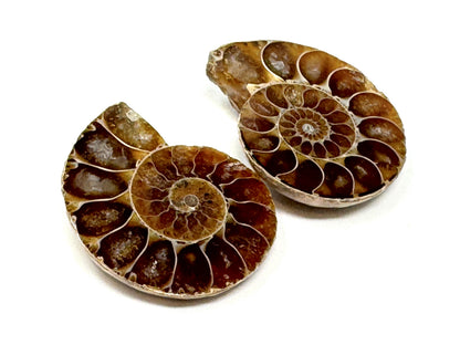 Ammonite Pair 3.6cm