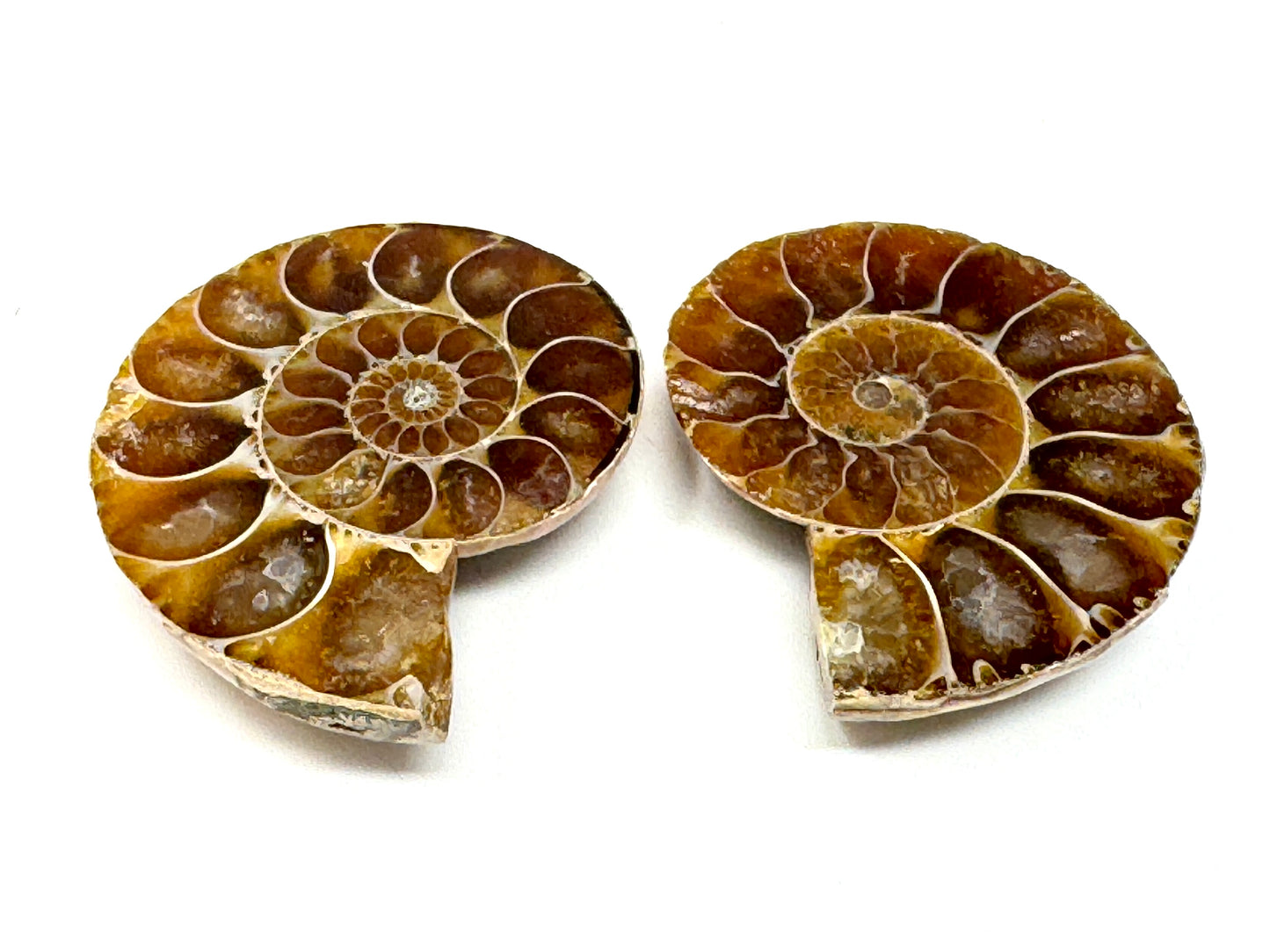Ammonite Pair 3.6cm