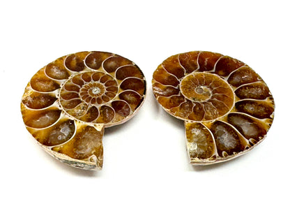 Ammonite Pair 3.6cm