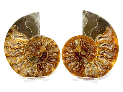 Ammonite Pair 11.3cm