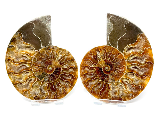 Ammonite Pair 11.3cm