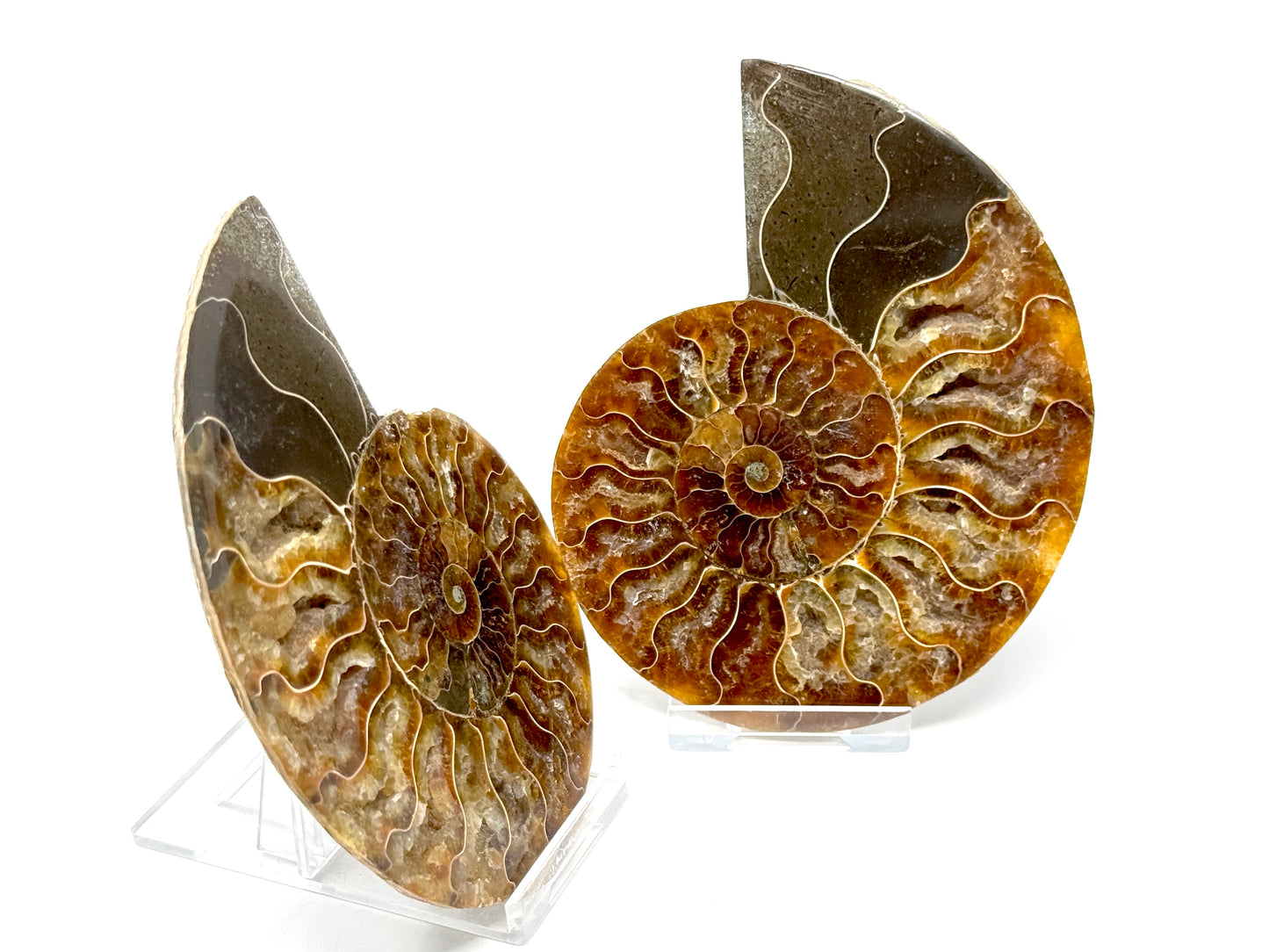 Ammonite Pair 11.3cm