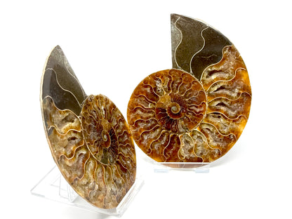 Ammonite Pair 11.3cm