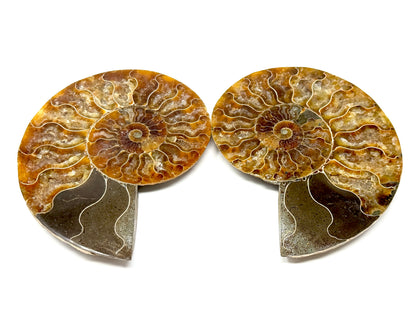 Ammonite Pair 11.3cm