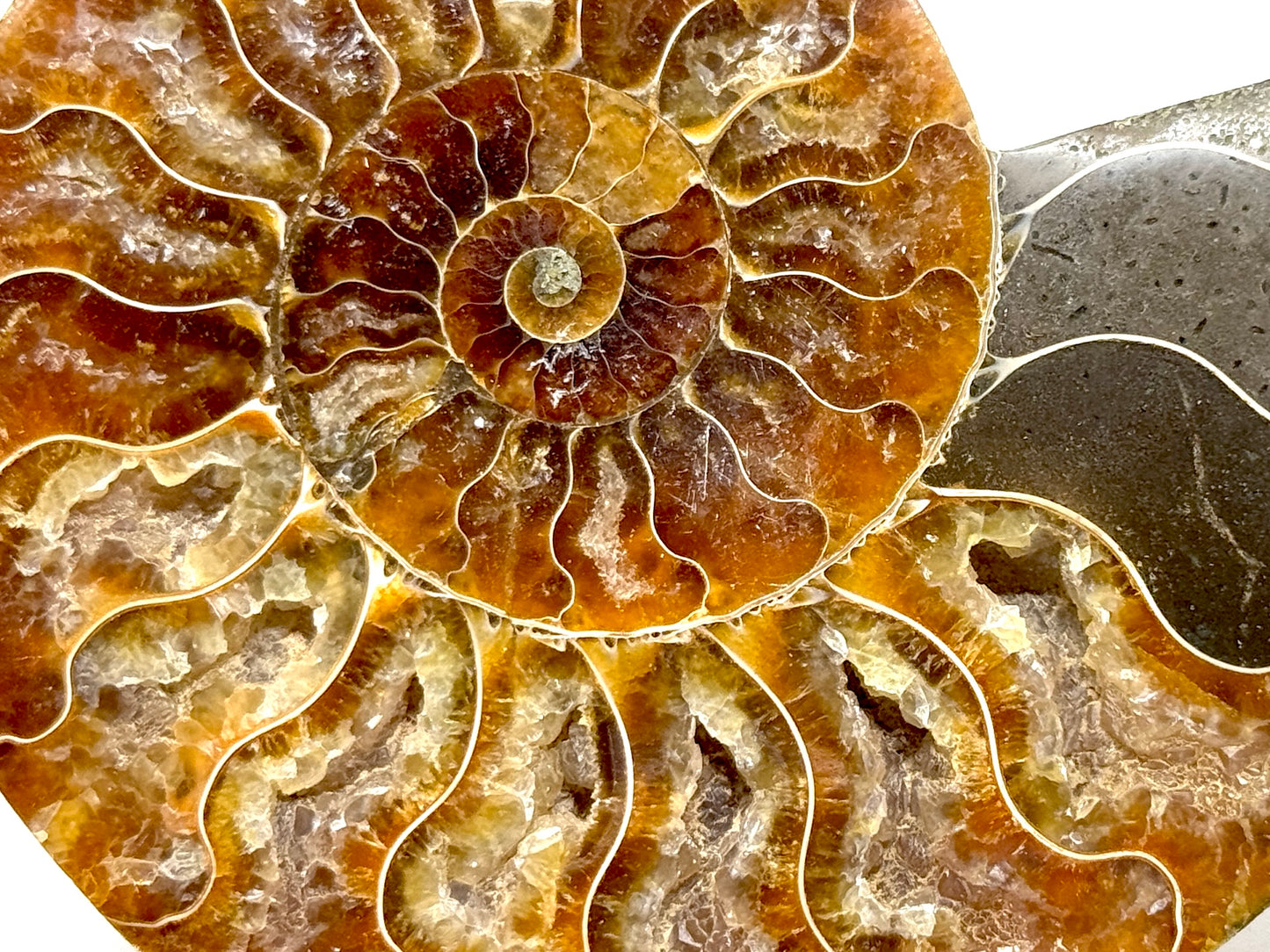 Ammonite Pair 11.3cm