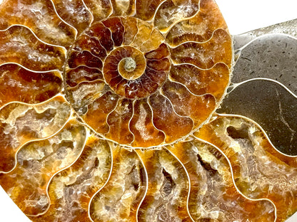 Ammonite Pair 11.3cm