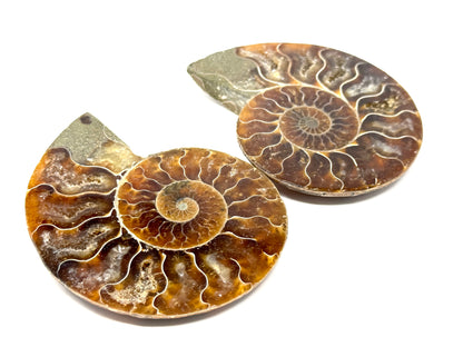 Ammonite Pair 9.1cm