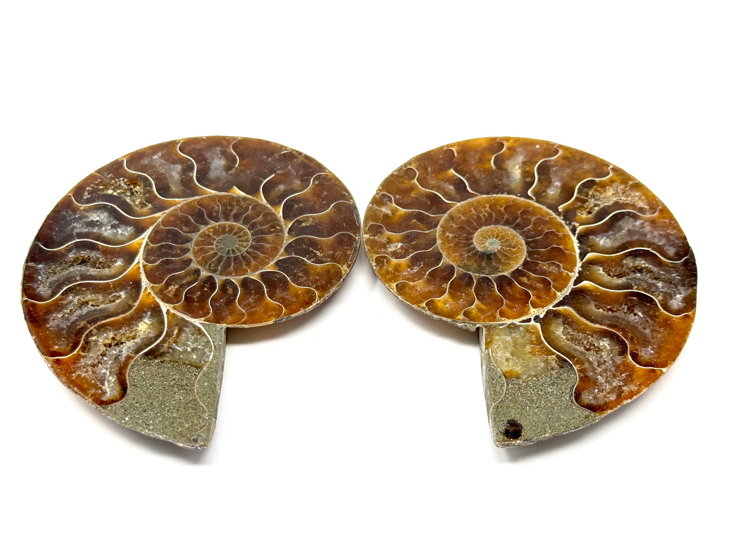 Ammonite Pair 9.1cm