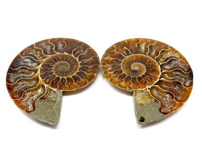 Ammonite Pair 9.1cm