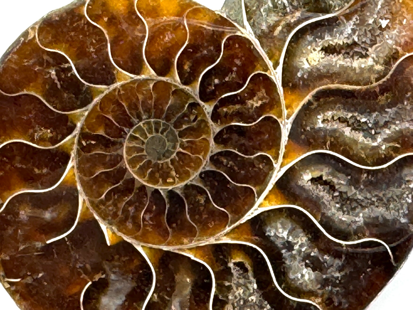 Ammonite Pair 9.1cm