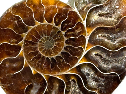 Ammonite Pair 9.1cm