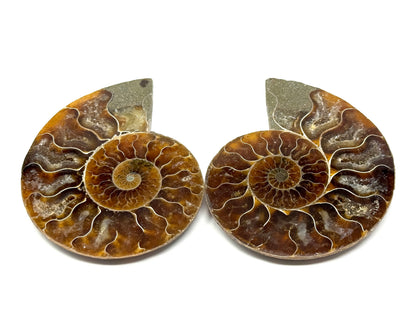 Ammonite Pair 9.1cm