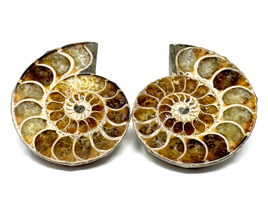 Ammonite Pair 5.6cm