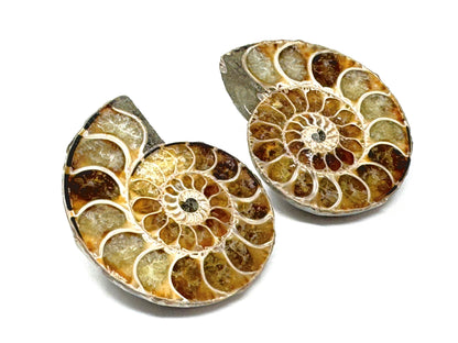 Ammonite Pair 5.6cm