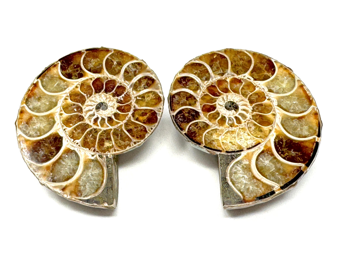 Ammonite Pair 5.6cm