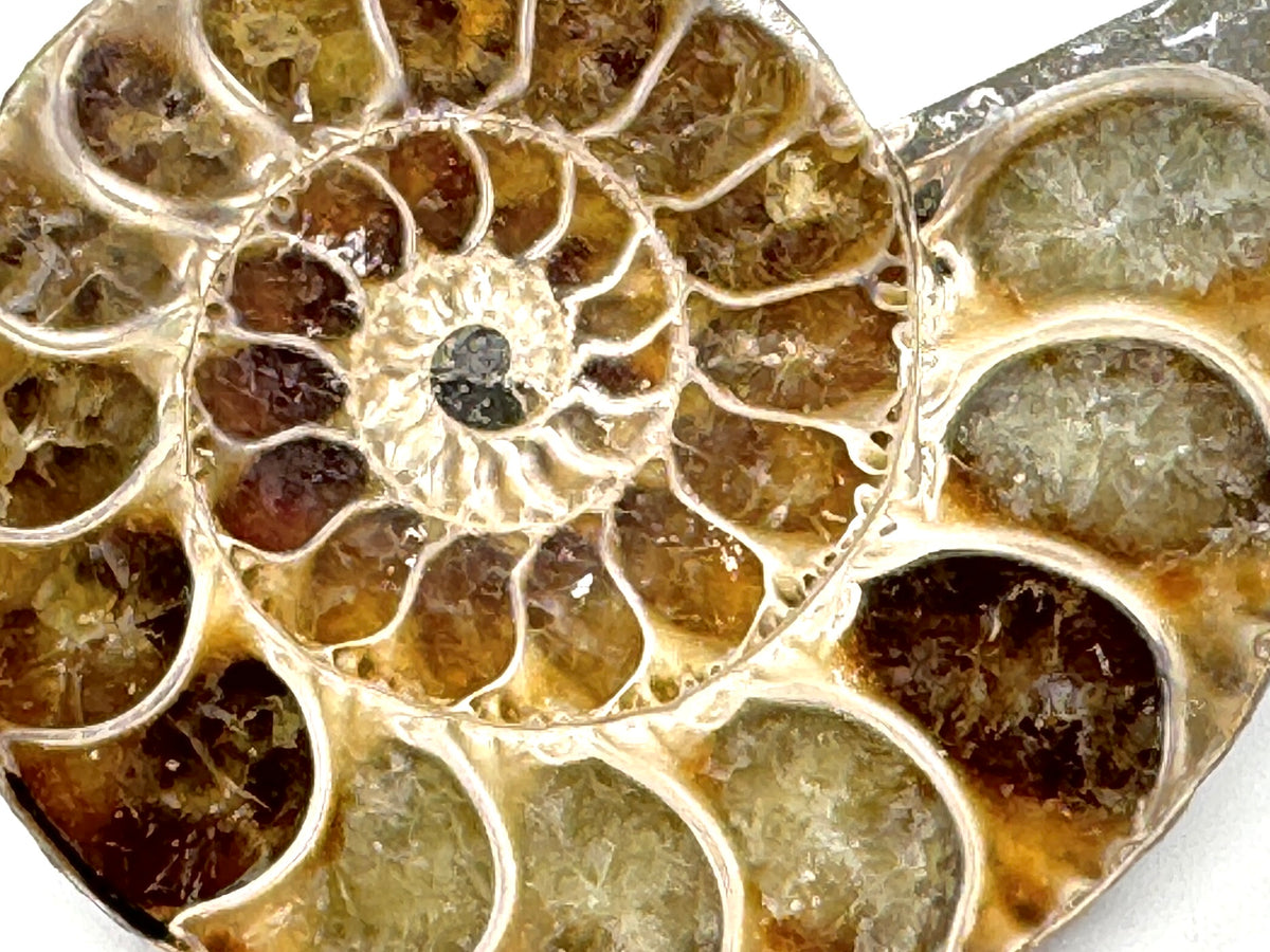 Ammonite Pair 5.6cm