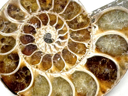 Ammonite Pair 5.6cm