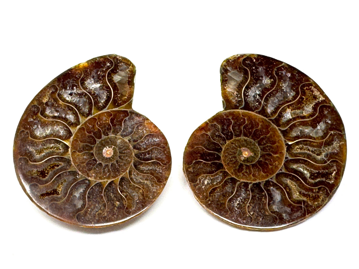 Ammonite Pair 6.2cm