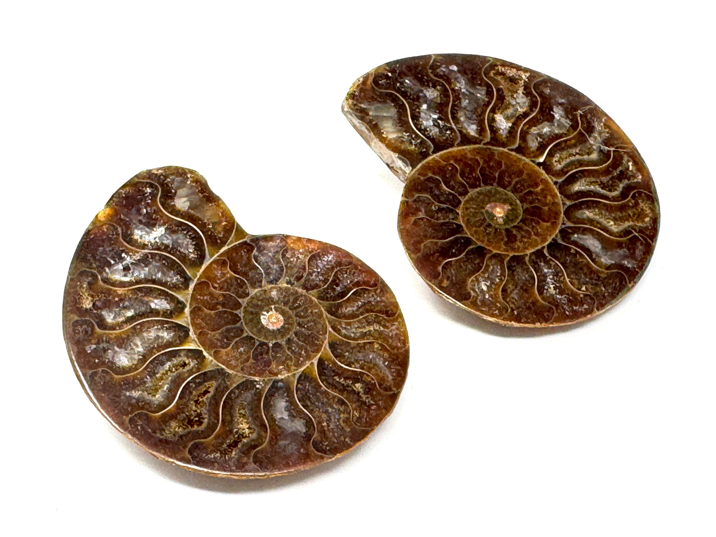 Ammonite Pair 6.2cm