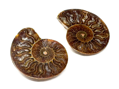 Ammonite Pair 6.2cm