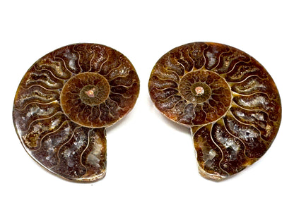 Ammonite Pair 6.2cm