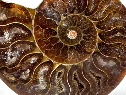 Ammonite Pair 6.2cm