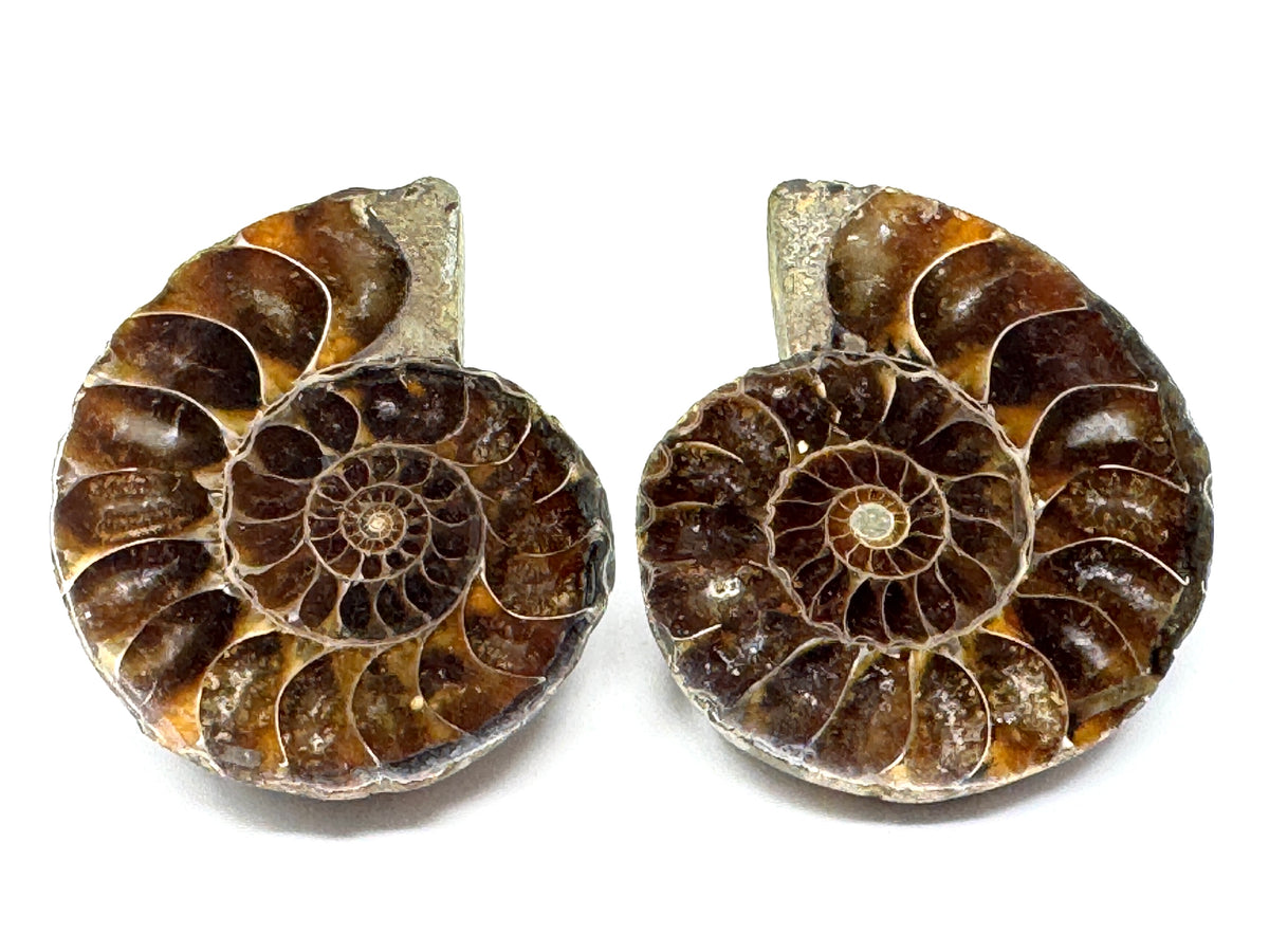 Ammonite Pair 4.7cm