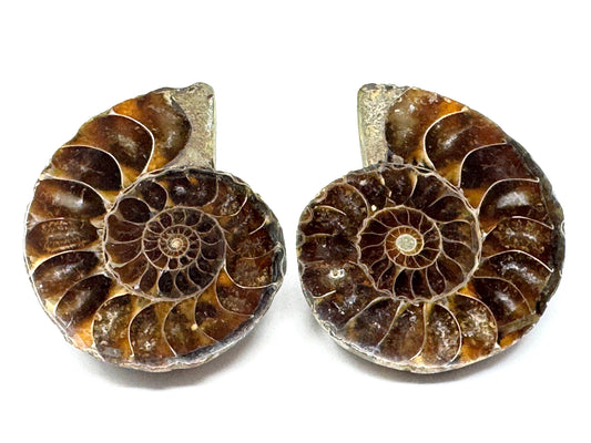 Ammonite Pair 4.7cm