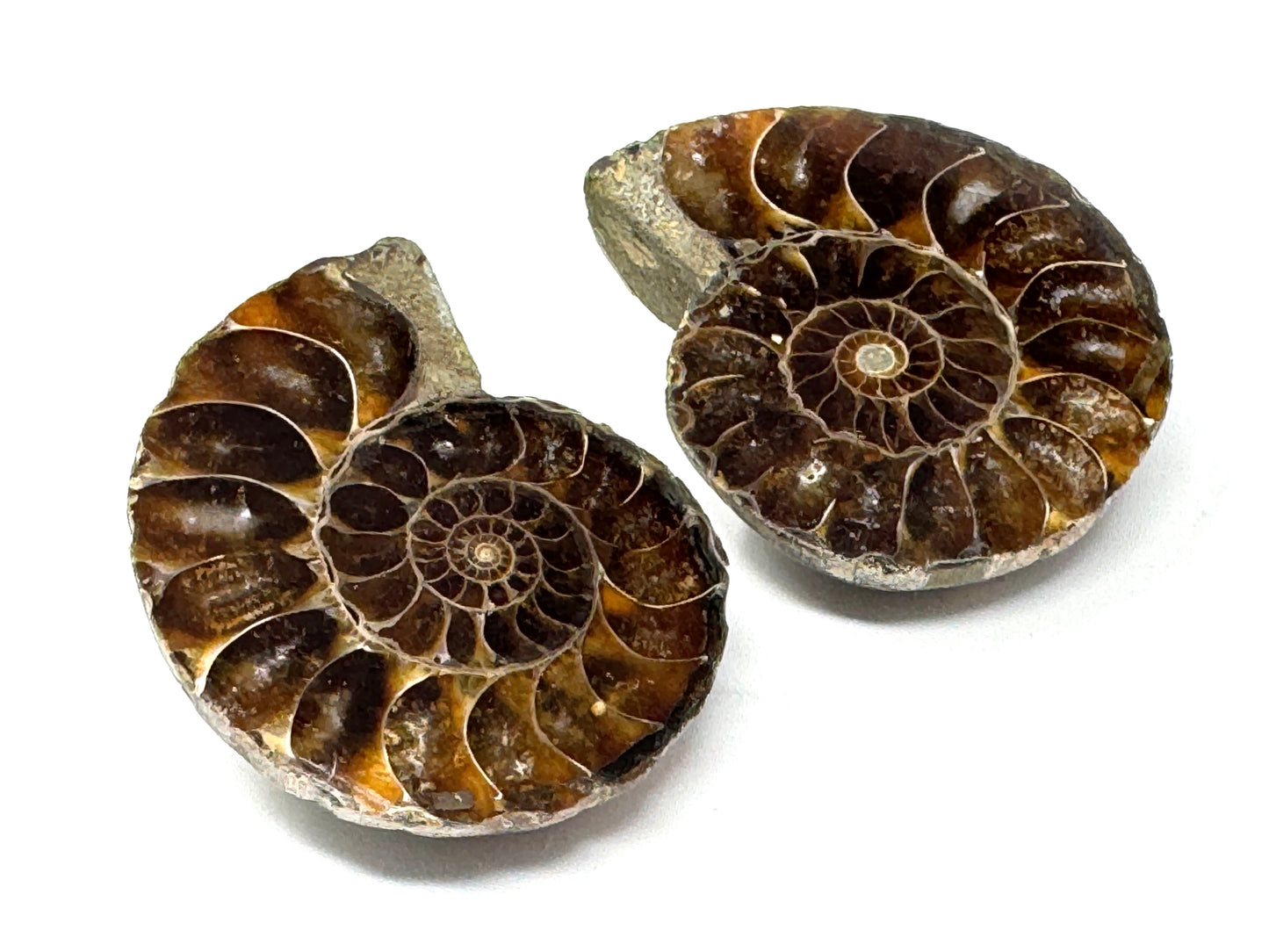 Ammonite Pair 4.7cm
