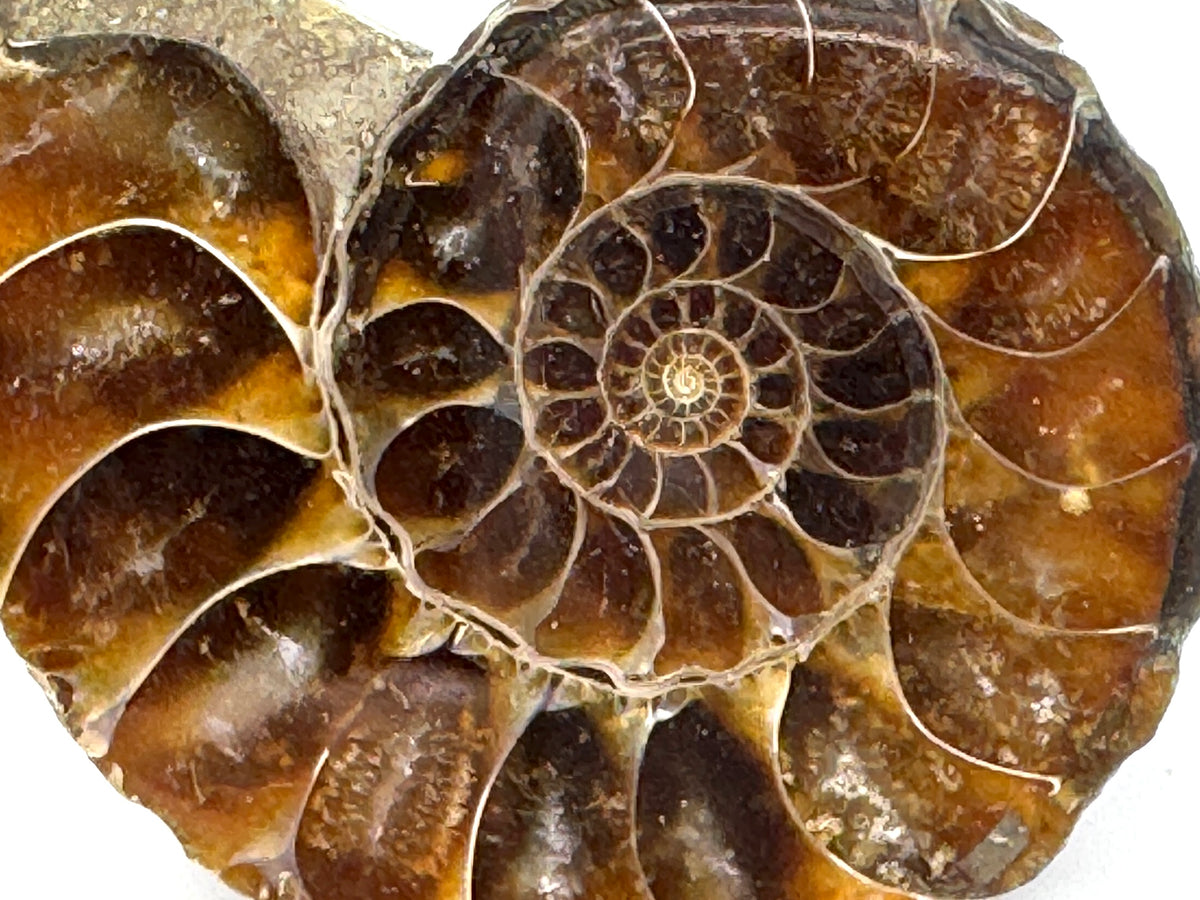Ammonite Pair 4.7cm