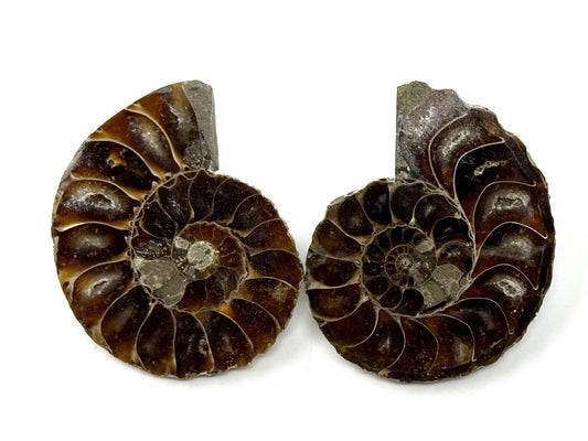 Ammonite Pair 5.1cm