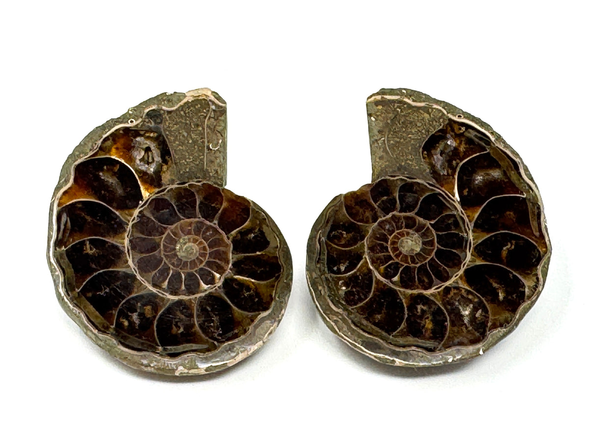 Ammonite Pair 5cm