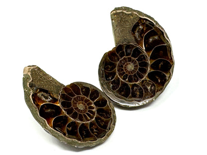 Ammonite Pair 5cm