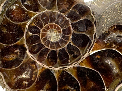 Ammonite Pair 5cm