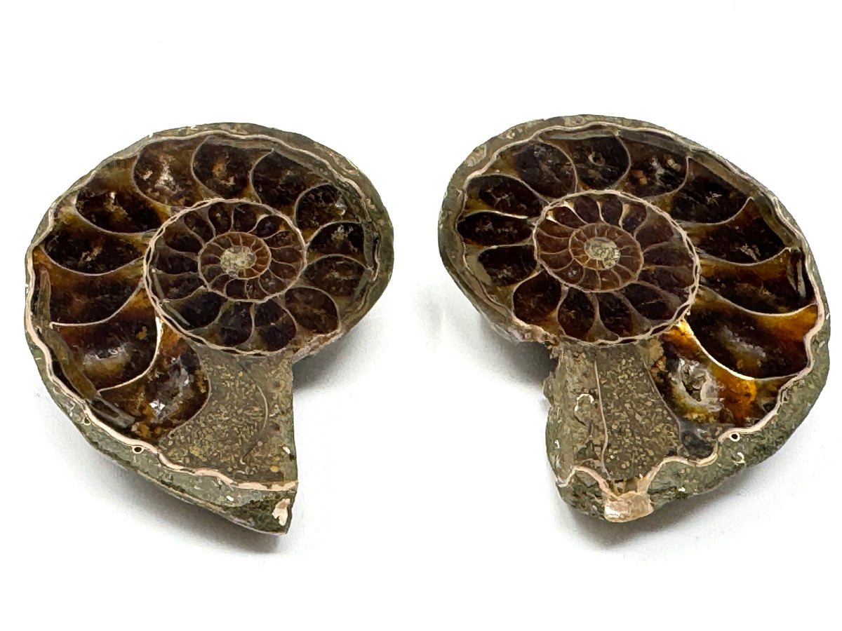 Ammonite Pair 5cm