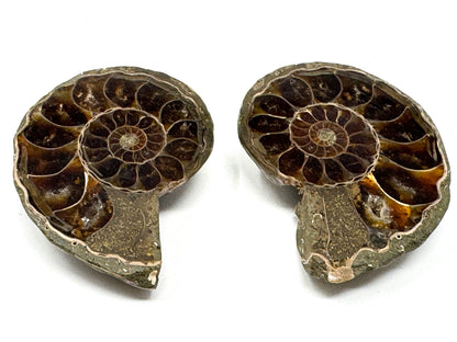 Ammonite Pair 5cm