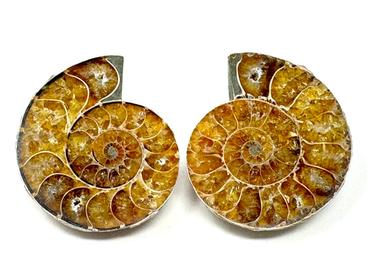 Ammonite Pair 4.2cm