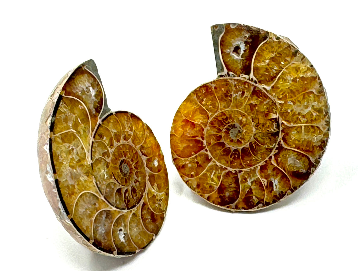 Ammonite Pair 4.2cm