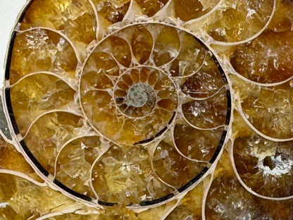 Ammonite Pair 4.2cm
