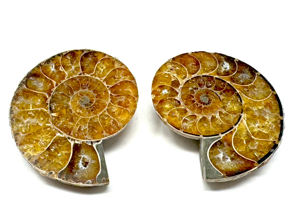 Ammonite Pair 4.2cm