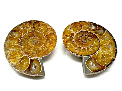Ammonite Pair 4.2cm