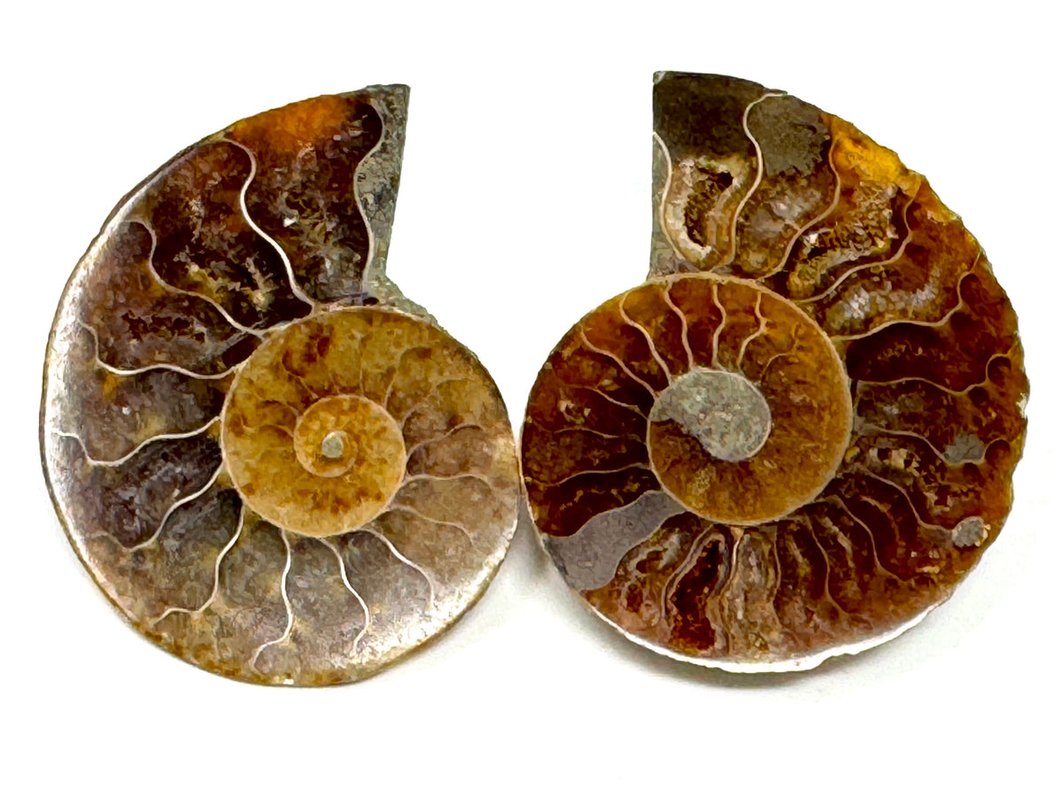 Ammonite Pair 4.6cm