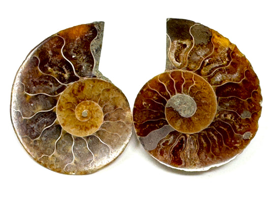 Ammonite Pair 4.6cm