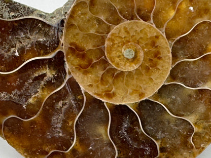 Ammonite Pair 4.6cm
