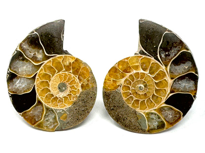 Ammonite Pair 4.5cm