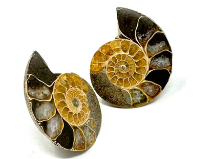 Ammonite Pair 4.5cm