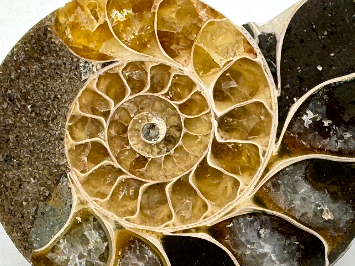 Ammonite Pair 4.5cm